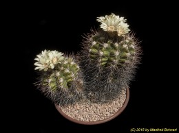 Gymnocalycium tobuschianum 314